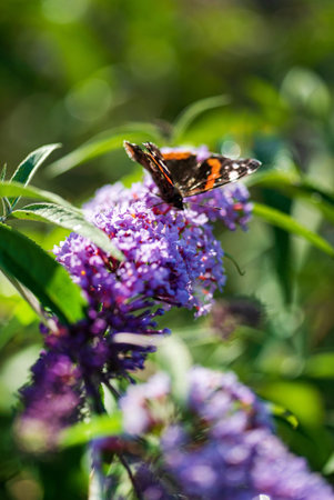Beautiful butterfly  on blossom plant