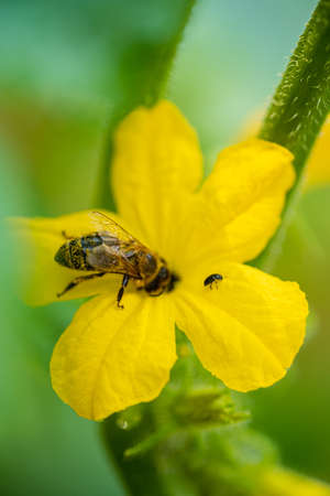 cucumber ovary with tendrils among green leavesの写真素材