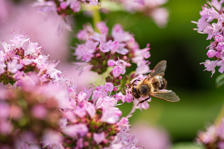 Blooming lilac flowers blooming in the garden.の写真素材