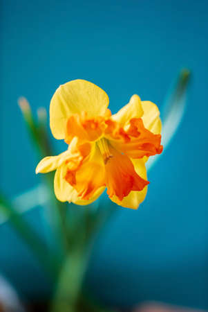 flower of daffodil  in vaseの写真素材