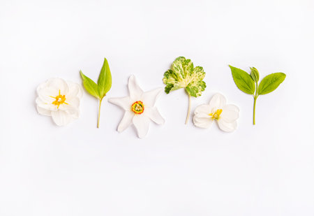 spring flowers on the white backgroundの写真素材