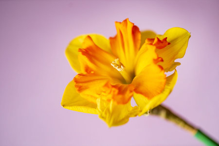 flower of daffodil  in vase