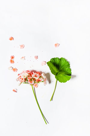 geranium flowers on the whiteの写真素材
