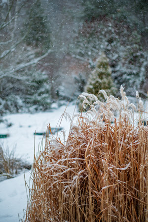 Beautiful winter landscape with evergreen conifersの写真素材