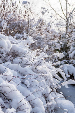 Beautiful winter landscape with evergreen conifers and frost-covered green trees in a tranquil garden.の写真素材