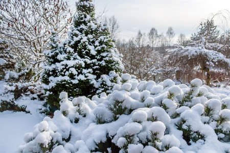 Beautiful winter landscape with evergreen conifers and frost-covered green trees in a tranquil garden.の写真素材
