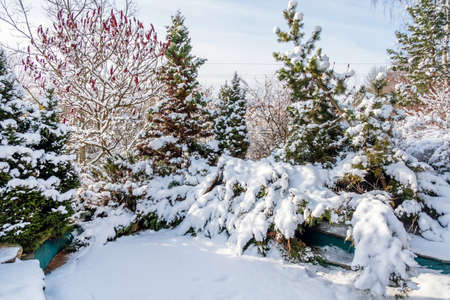 Beautiful winter landscape with evergreen conifers and frost-covered green trees in a tranquil garden.の写真素材