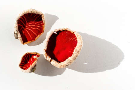 Sarcoscypha austriaca or Sarcoscypha coccinea isolatedの写真素材