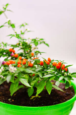 hot pepper in the potの写真素材
