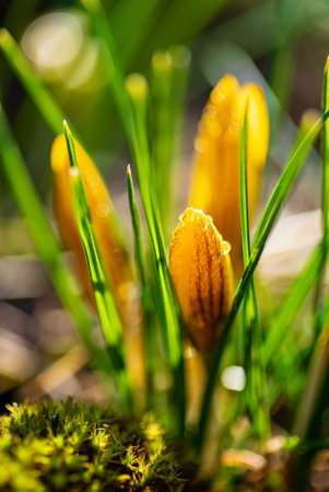 crocuses in the spring gardenの写真素材