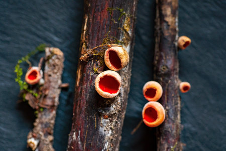 Sarcoscypha coccinea, commonly known as Scarlet peziza