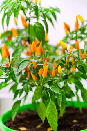 hot pepper in the potの写真素材