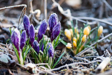 Beautiful plant in sunny spring garden.