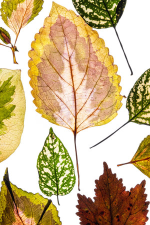 variegated foliages on the white background