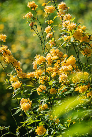flowering japanese bush in garden