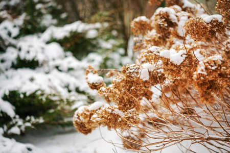 winter garde with different plantsの写真素材