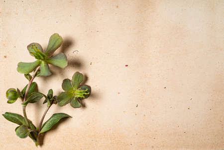 flowers on the vintage paperの写真素材