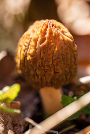 Morel Mushrooms growing in a clump in the springの写真素材