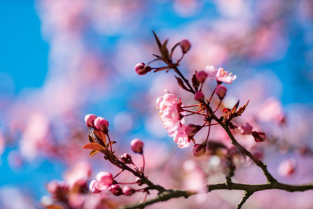 sakura blossom over blue sky