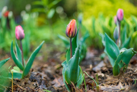 tulips in the spring garden