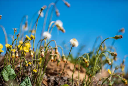 wild flowers over blue skyの写真素材