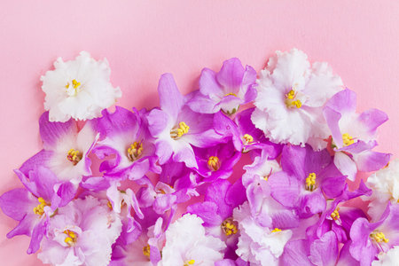 begonia flowers on the pink backgroundの写真素材