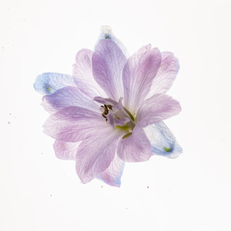 delphinium flower isolated on the white backgroundの写真素材