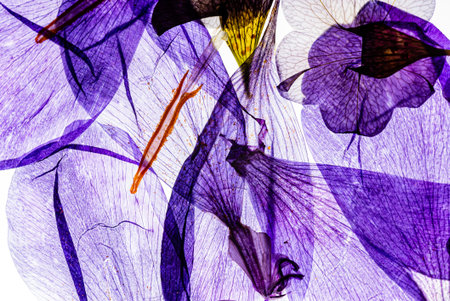 dry flowers on whiteの写真素材