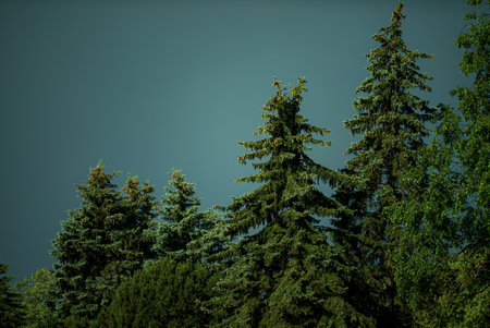 firs on a background of blue skyの写真素材