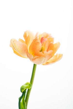 nice tulips in the vase