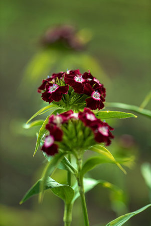 Sweet William in the garden