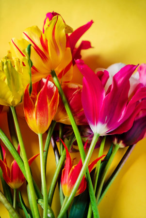 nice spring flowers - colorful tulips
