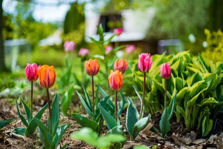 nice tulips in the gardenの写真素材