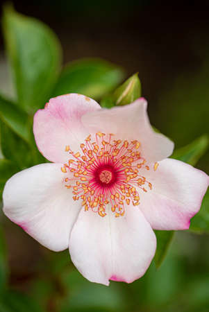 Astronomia rose  in the gardenの写真素材