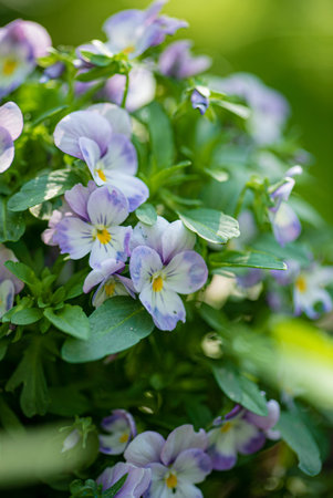 blue pansy flowers in the garden