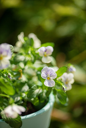 blue pansy flowers in the garden