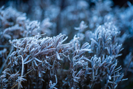 frozen plants in the garden