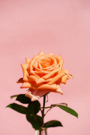 single rose in the vase