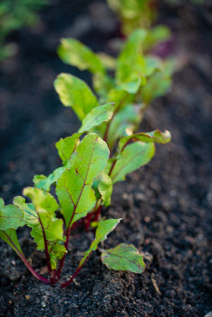 Organic beets in a garden bed freshly planted in the nice soil.の写真素材