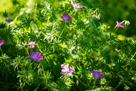 Macro shot of bloody cranesbill ( geranium sanguineum) note: shallow depth of fieldの写真素材