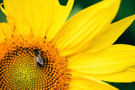 Sunflower with the bee in focus on the sunflower background in the fieldの写真素材