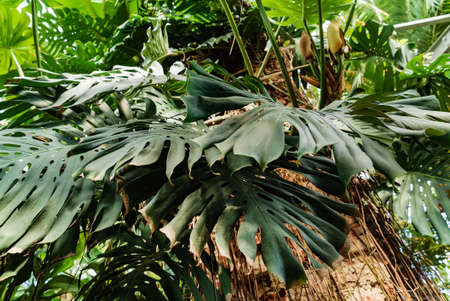 Monstera deliciosa plants in the garden tropical leaves backgroundの写真素材