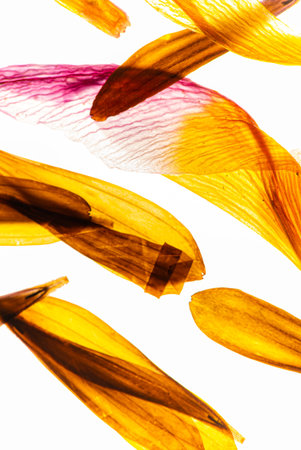 dry flowers on the white backgroundの写真素材