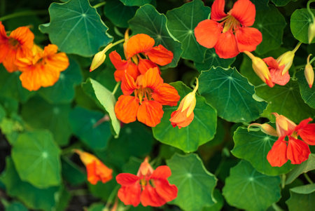 Blooming yellow and orange nasturtium in gardenの写真素材