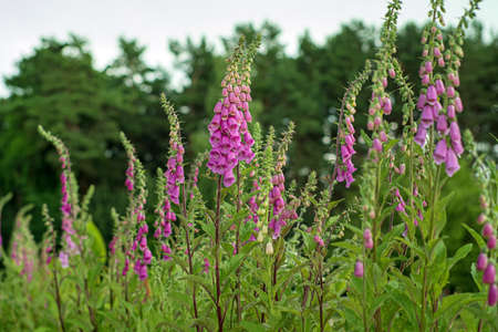Flowering foxglove in the gardenの写真素材