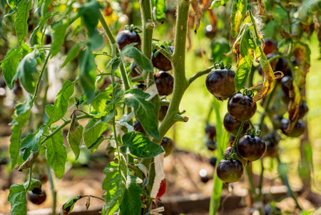 Tomatoes on a branch green gardeningの写真素材