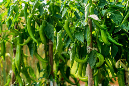 green peppers in the gardenの写真素材