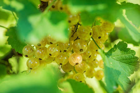 White currant berries on a branchの写真素材