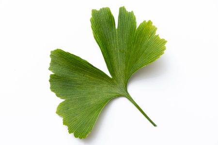 Ginkgo biloba leaves isolated on white background