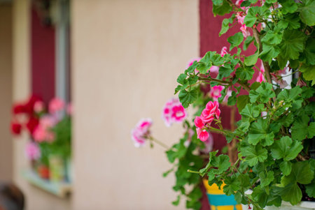 geranium flowers in the pot